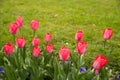 Colorful tulips. tulips in spring, colourful tulip Royalty Free Stock Photo