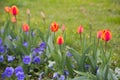 Colorful tulips. tulips in spring, colourful tulip Royalty Free Stock Photo