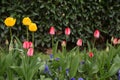Colorful tulips. tulips in spring, colourful tulip Royalty Free Stock Photo