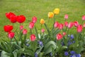 Colorful tulips. tulips in spring, colourful tulip Royalty Free Stock Photo