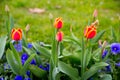 Colorful tulips. tulips in spring, colourful tulip Royalty Free Stock Photo