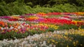 Colorful tulips. tulips in spring, colourful tulip Royalty Free Stock Photo