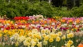 Colorful tulips. tulips in spring, colourful tulip Royalty Free Stock Photo