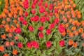 Colorful tulips. tulips in spring, colourful tulip Royalty Free Stock Photo