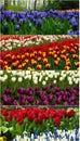Colorful Tulips Web Header / Banner set Royalty Free Stock Photo