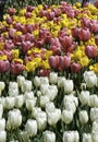 Colorful Tulips Royalty Free Stock Photo