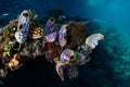 Colorful Tunicates on Coral Reef in Indonesia