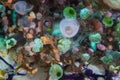 Colorful Tunicates on Coral Reef in Indonesia