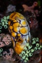 Colorful Tunicates