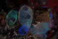 Colorful Tunicates in Lembeh Strait, Indonesia Royalty Free Stock Photo