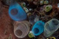 Colorful Tunicates on Reef