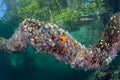 Colorful Tunicates on Submerged Branch in Raja Ampat