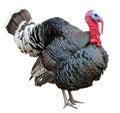 Colorful turkey isolated on the white background Royalty Free Stock Photo