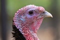 colorful turkey portrait over green out of focus background