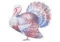 Colorful turkey, vector