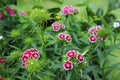 Colorful Turkish carnation, summer red, pink, scarlet, small flo