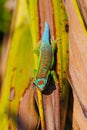 Colorful turquoise green blue ornate day Gecko from Mauritius in natural habitat