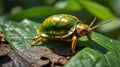 Green and Gold Tortoise Beetle on Leaf with Detailed Focus Royalty Free Stock Photo
