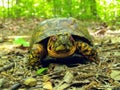 Colorful turtle in woods