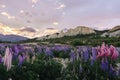 Colorful twilight at Omarama Clay cliff with lupin flowers field. New Zealand, South Island Royalty Free Stock Photo