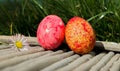 Colorful twin easter eggs Royalty Free Stock Photo