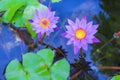 Colorful two purple lotus flower blooming with leafs in water and reflection from the blue sky and tree Royalty Free Stock Photo