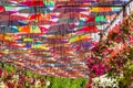 Colorful umbrellas in Dubai miracle garden