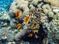 Colorful under water life in Red Sea, Aqaba, Jordan