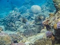 Colorful under water life in Red Sea, Aqaba, Jordan