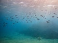 Colorful under water life in Red Sea, Aqaba, Jordan