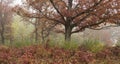 Autumn colors deep in midwest forest