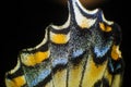 Beautiful Backwing of a Papilio sp. Butterfly