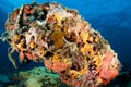 Colorful underside of coral outcropping.