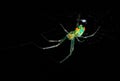 Orchard Orbweaver Spider Royalty Free Stock Photo