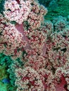 Colorful underwater coral