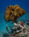 Colorful underwater coral reef landscape