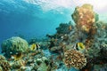 Colorful underwater coral reef with tropical fish Royalty Free Stock Photo