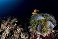 Colorful underwater landscape with anemone Clown fish on deep blue ocean