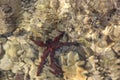 Colorful underwater life. Underwater  abstract texture.starfish Royalty Free Stock Photo