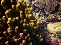 Coral reefs with small fishes Sulphur damsel