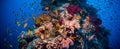 Colorful underwater reef with coral and sponges Royalty Free Stock Photo