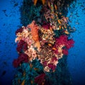 Colorful underwater reef with coral and sponges Royalty Free Stock Photo