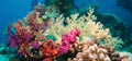 Colorful underwater reef with coral and sponges Royalty Free Stock Photo