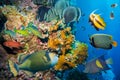 Colorful underwater reef with coral and sponges Royalty Free Stock Photo