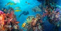 Colorful underwater reef with coral and sponges Royalty Free Stock Photo