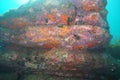 Colorful underwater rock