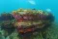 Colorful underwater rock in shallow water Royalty Free Stock Photo