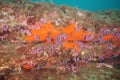 Colorful underwater rocky wall