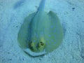 Colorful underwater world of the Red sea. Stingray on the bottom.