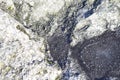 Colorful and unique pattern on old granite stones. Closeup of mossy and weathered stone surface. Black and grey nature material